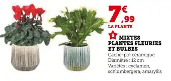 Hyper U Mixte plantes fleuries et bulbes offre