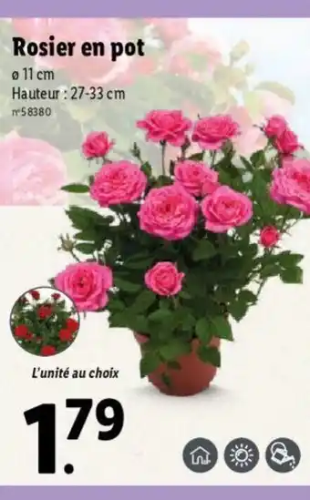 Lidl Rosier en pot offre