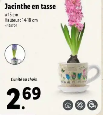 Lidl Jacinthe en tasse offre