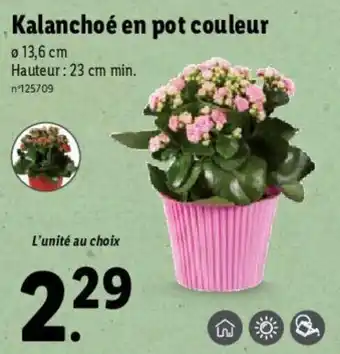 Lidl Kalanchoé en pot couleur offre