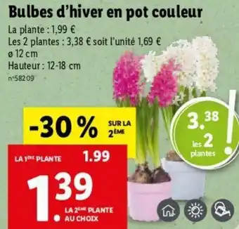 Lidl Bulbes d'hiver en pot couleur offre