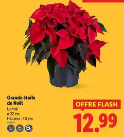 Lidl Grande étoile de noël offre