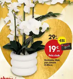Maxi Bazar Orchidée mick pot ciment h.80cm offre