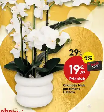 Maxi Bazar Orchidée mick pot ciment h.80cm offre