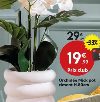 Maxi Bazar Orchidée mick pot ciment offre