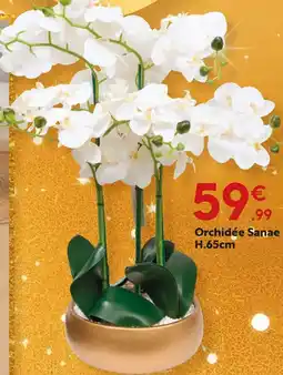 Maxi Bazar Orchidée sanae offre
