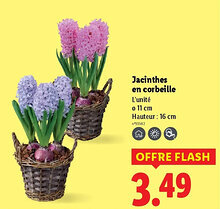 Lidl Jacinthes en corbeille offre