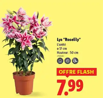Lidl Lys "Roselily" offre