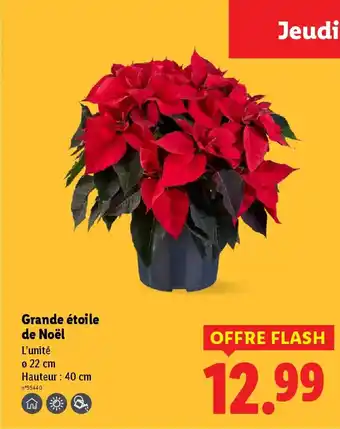 Lidl Grande étoile de Noël offre