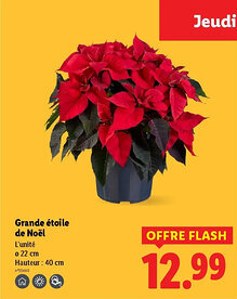 Lidl Grande étoile de Noël offre