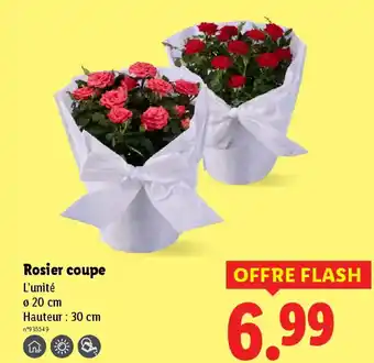Lidl Rosier coupe offre