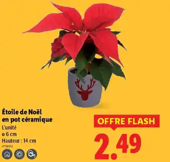 Lidl Étoile de Noël en pot céramique offre