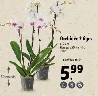 Lidl Orchidée 2 tiges offre