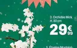 BUT Orchidée mick offre