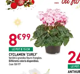 RAGT Jardin & Maison Cyclamen curly offre