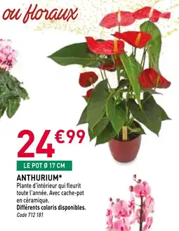 RAGT Jardin & Maison Anthurium offre