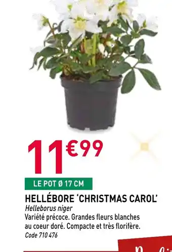 RAGT Jardin & Maison Hellébore christmas carol offre