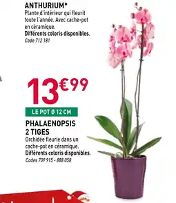 RAGT Jardin & Maison Phalaenopsis 2 tiges offre