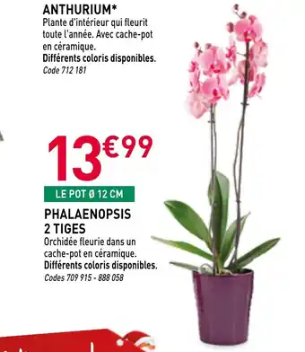 RAGT Jardin & Maison Phalaenopsis 2 tiges offre