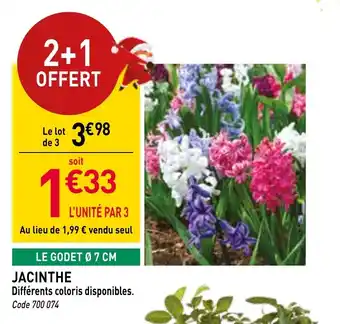 RAGT Jardin & Maison Jacinthe offre