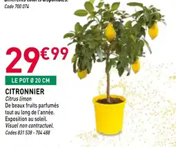 RAGT Jardin & Maison Citronnier offre