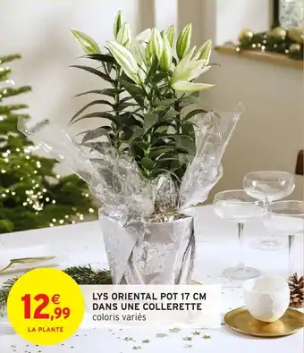 Intermarché Lys oriental pot dans une collerette offre