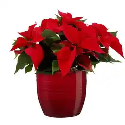 Carrefour Poinsettia offre