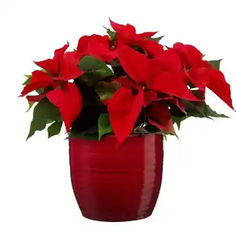 Carrefour Poinsettia offre