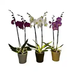 Carrefour Orchidée 2 tiges offre