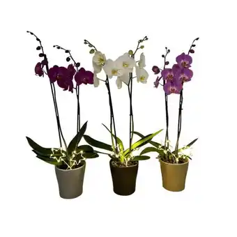 Carrefour Orchidée 2 tiges offre
