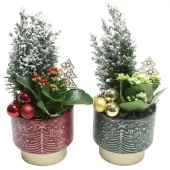 Carrefour Composition de plantes offre