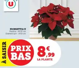 U Express Poinsettia u offre