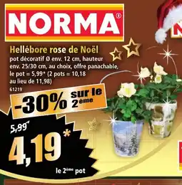 Norma Hellébore rose de Noël offre