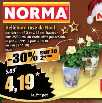Norma Hellébore rose de Noël offre