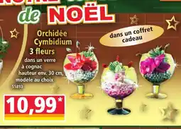 Norma Orchidée Cymbidium 3 fleurs offre