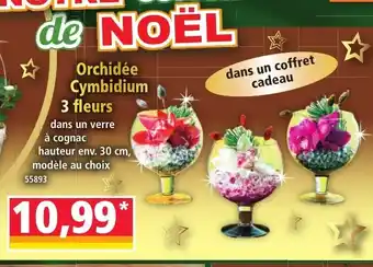Norma Orchidée Cymbidium 3 fleurs offre