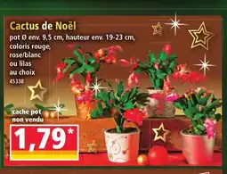 Norma Cactus de Noël offre