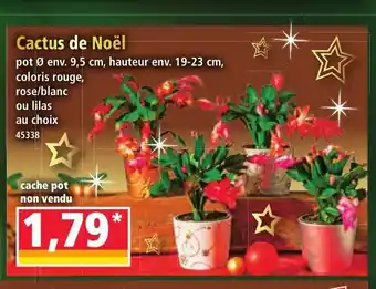 Norma Cactus de Noël offre