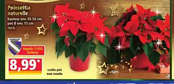 Norma Poinsettia naturelle offre