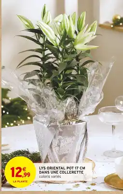 Intermarché Hyper Lys oriental pot 17 cm dans une collerette offre