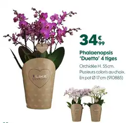 Truffaut I like orchids phalaenopsis 'duetto' 4 tiges offre