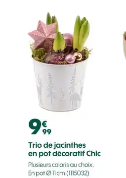 Truffaut Trio de jacinthes en pot décoratif chic offre