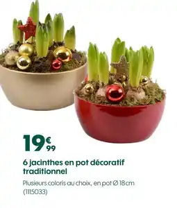 Truffaut 6 jacinthes en pot décoratif traditionnel offre