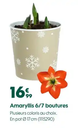 Truffaut Amaryllis 6/7 boutures offre