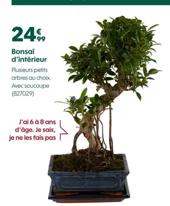 Truffaut Bonsaï d'intérieur offre