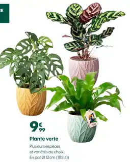 Truffaut Plante verte offre