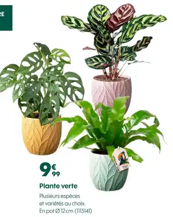 Truffaut Plante verte offre