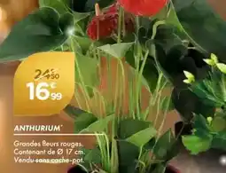 Point Vert Anthurium offre