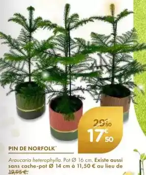 Point Vert Pin de norfolk offre