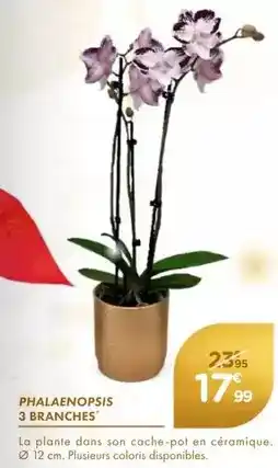 Point Vert Phalaenopsis 3 branches offre